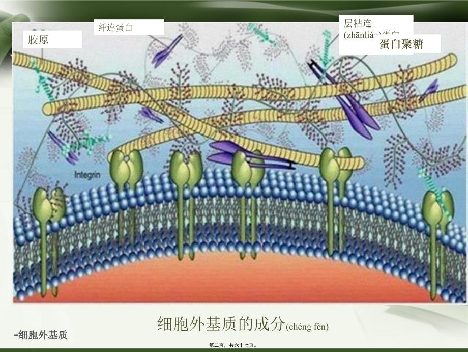 -细胞外基质课件_第2页