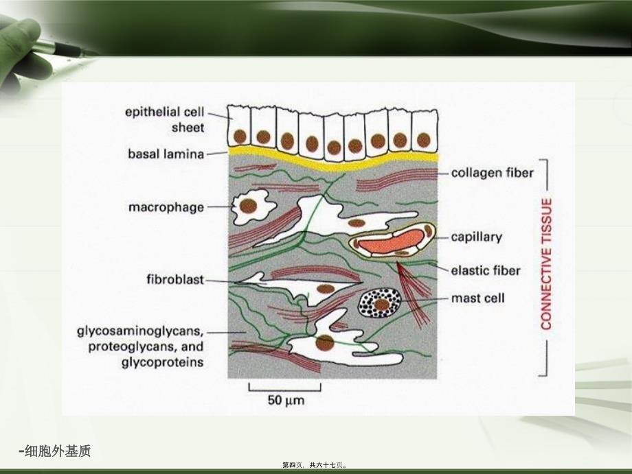 -细胞外基质课件_第4页