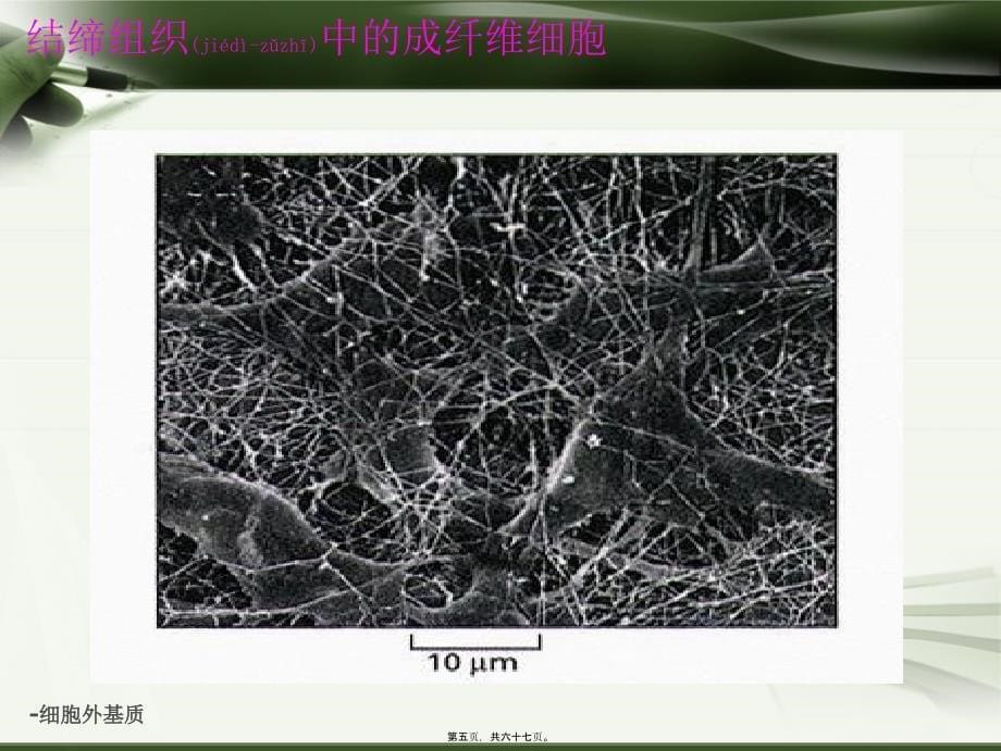-细胞外基质课件_第5页