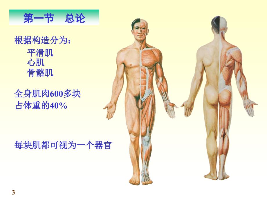 系统解剖学-肌肉_第3页