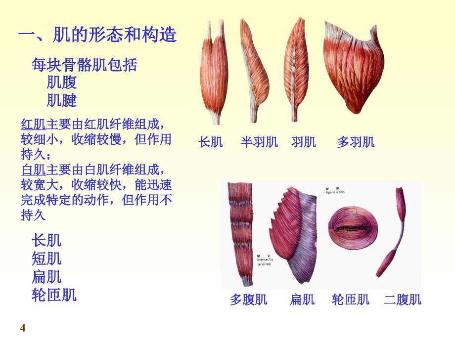 系统解剖学-肌肉_第4页