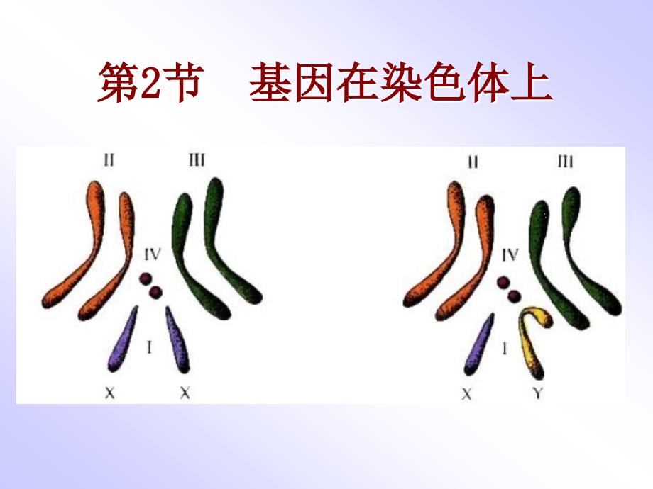 人教版必修2第二章第二节基因在染色体上(共3张PPT).ppt1204203042706_第1页