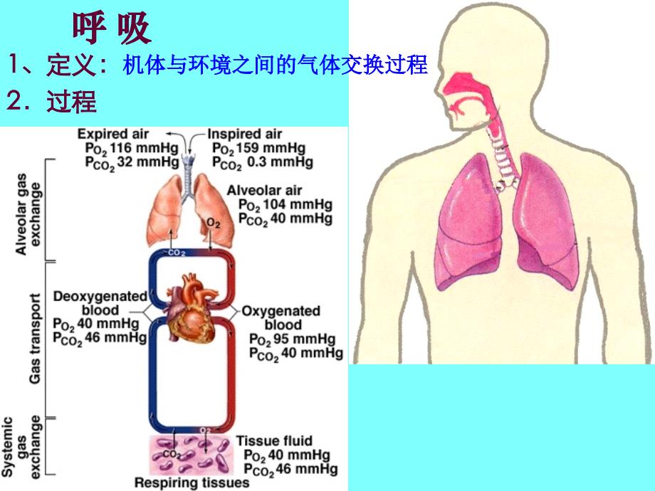 呼吸道的生理功能特点ppt课件_第2页