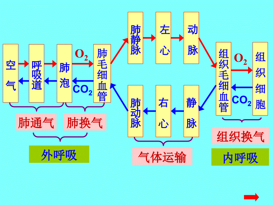 呼吸道的生理功能特点ppt课件_第3页