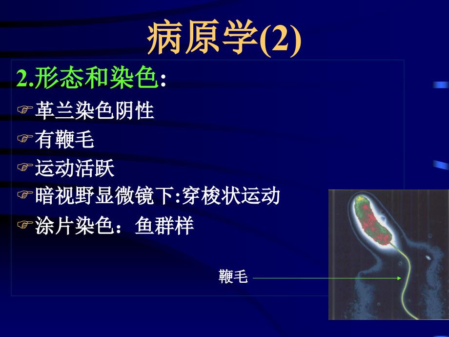 《传染病学》课程教学课件 霍乱(28p)_第3页