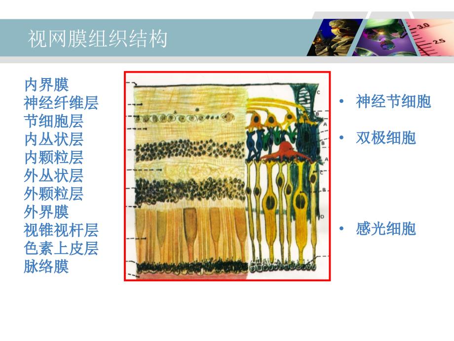 医学专题：糖尿病视网膜病变_第3页