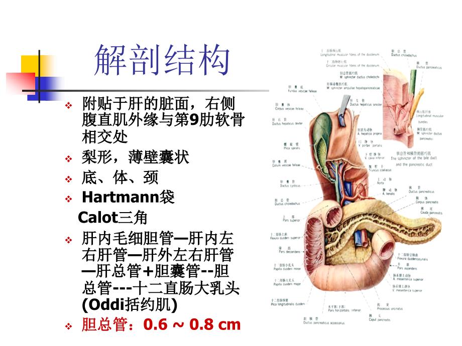 胆道疾病病人的护理diseaseofbiliaryP_第4页