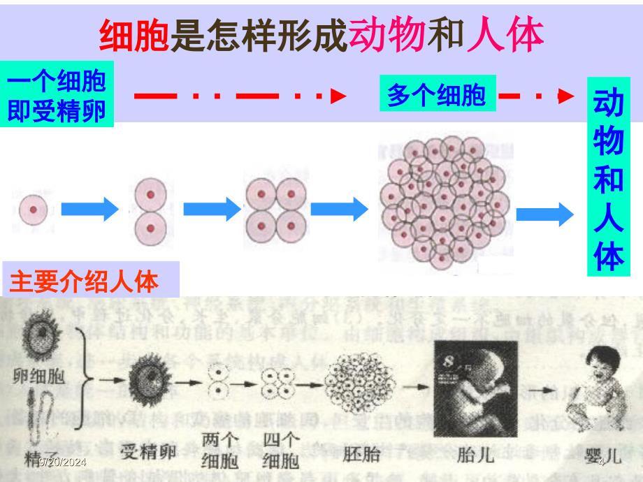 七年级生物第二章第二节《动物体的结构层次》_第4页