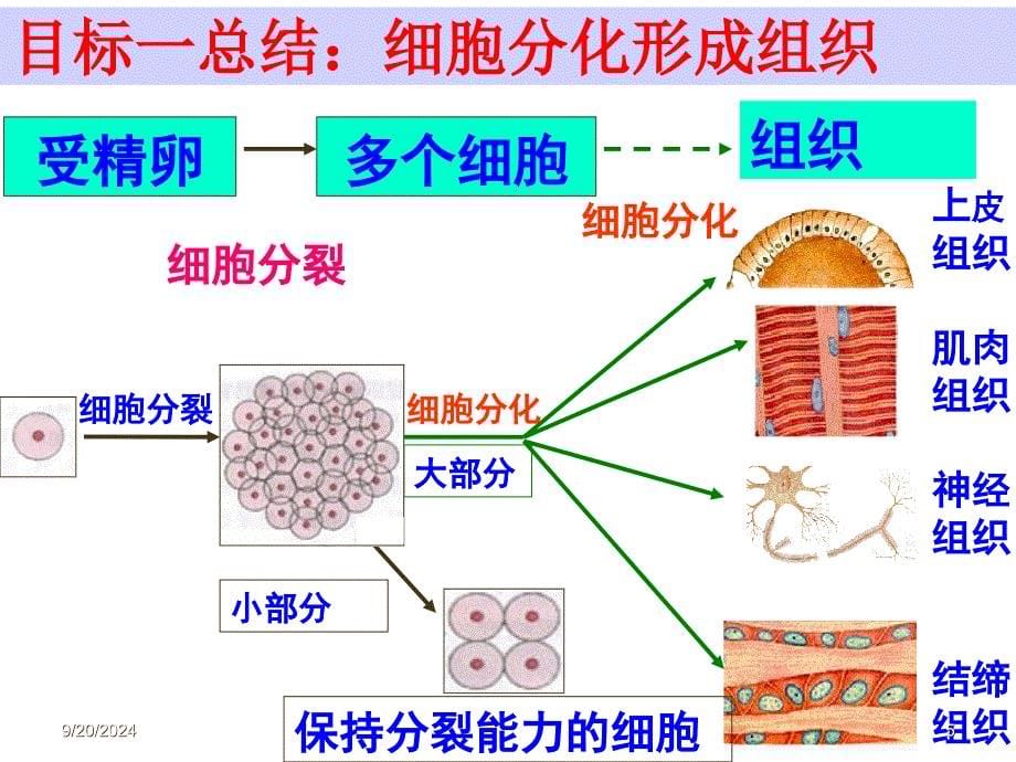 七年级生物第二章第二节《动物体的结构层次》_第5页