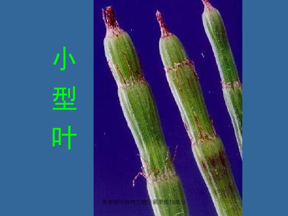 奥赛辅导植物生物学蕨类植物部分课件_第4页