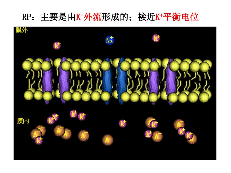 第二章细胞的基本功能4_第3页