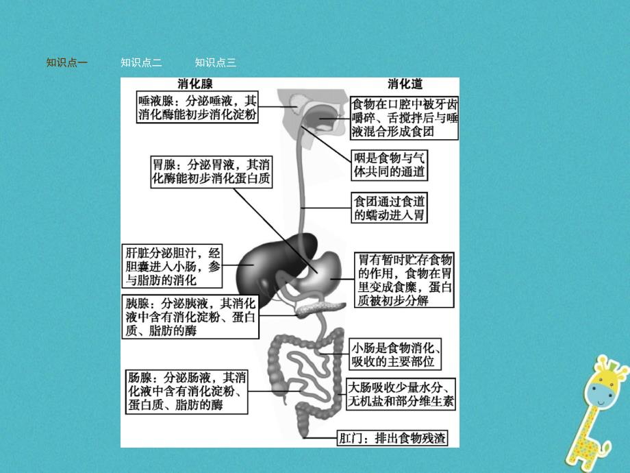 七年级生物下册 3.1.2消化和吸收 （新版）济南版_第3页