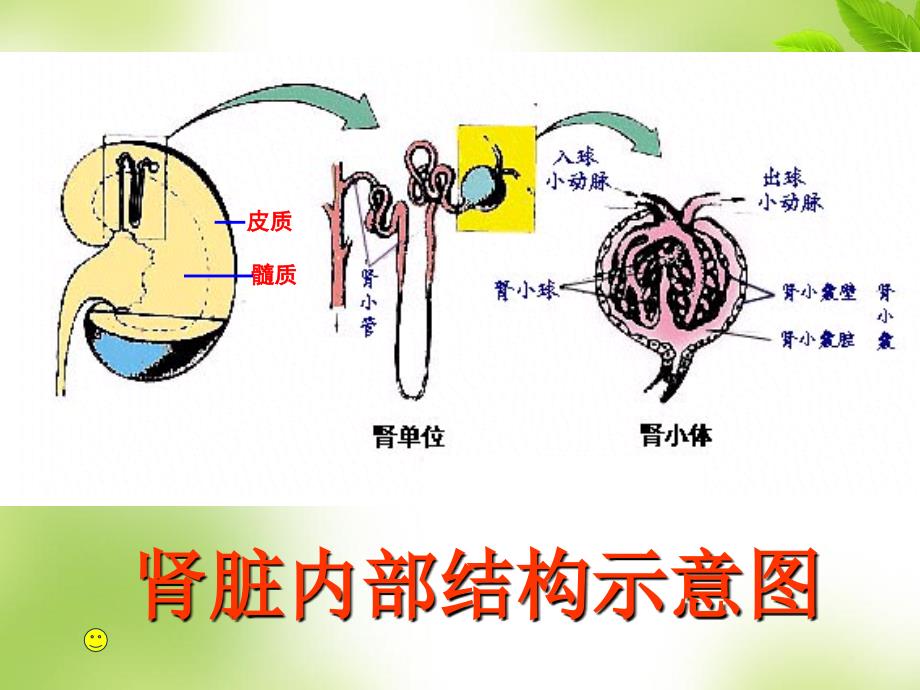 肾单位的结构46188_第2页