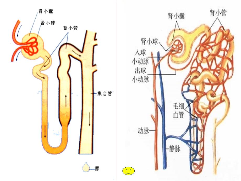 肾单位的结构46188_第3页