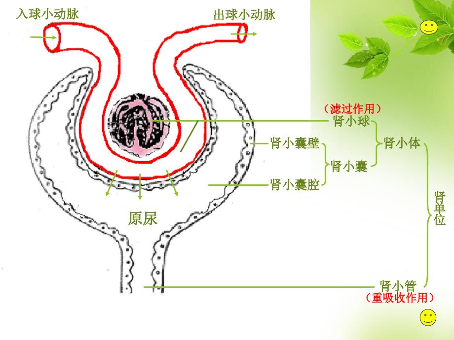 肾单位的结构46188_第4页