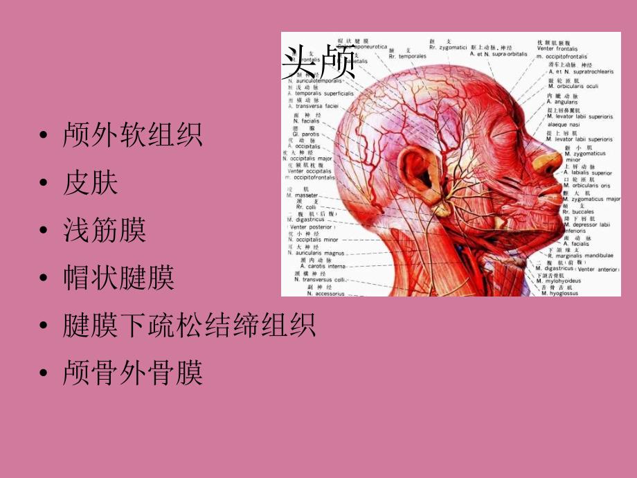 颅脑的影像解剖与常见变异ppt课件_第2页