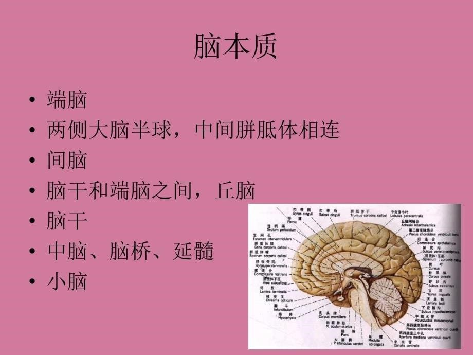 颅脑的影像解剖与常见变异ppt课件_第5页