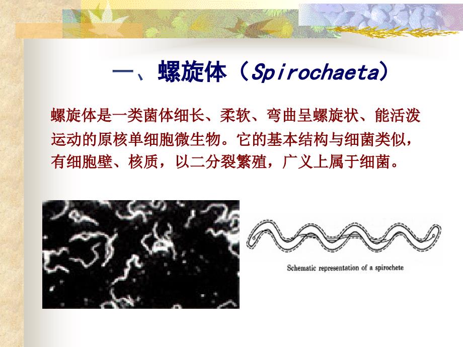 螺旋体、支原体ch1618_第1页