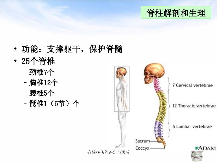 脊髓损伤的评定与预后_第4页