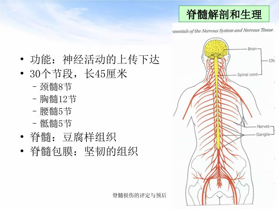 脊髓损伤的评定与预后_第5页