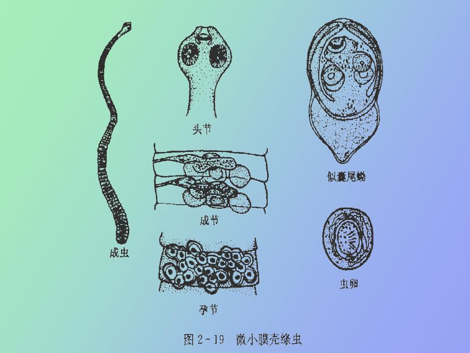 人体少见寄生绦虫_第3页