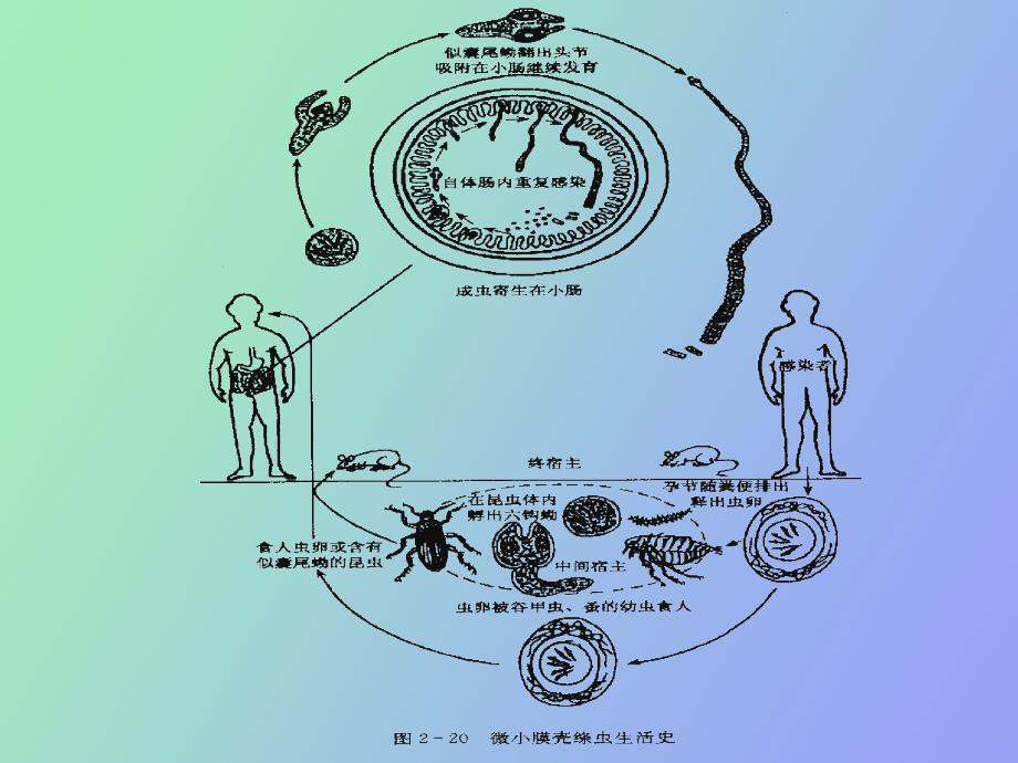 人体少见寄生绦虫_第4页