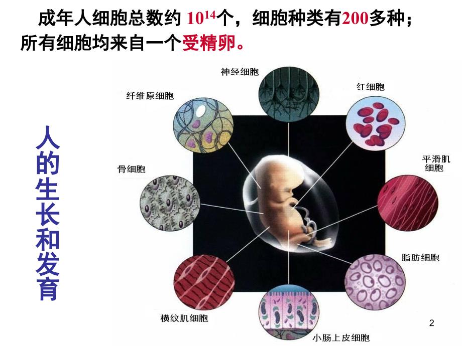 细胞的分化课堂PPT_第2页