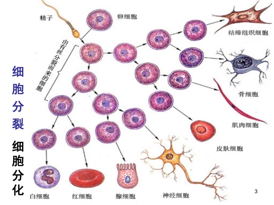 细胞的分化课堂PPT_第3页