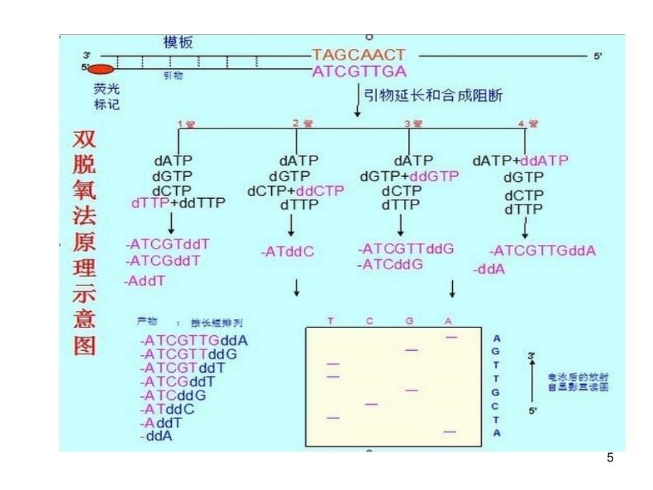 双脱氧末端终止测序法原理过程和目标基因cDNA序列拼接和分析ppt课件_第5页