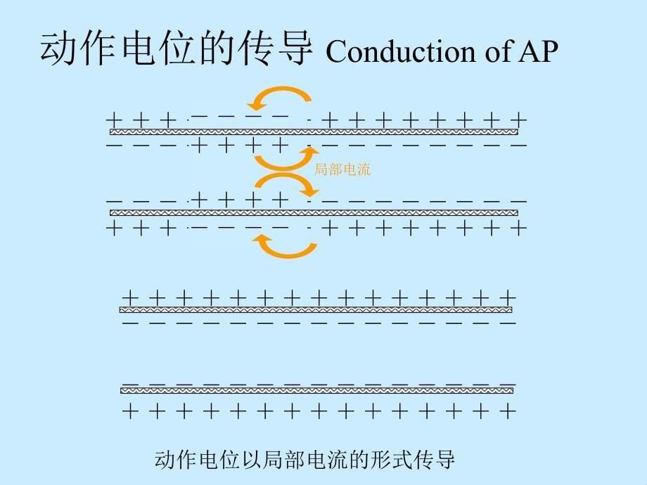 神经干动作电位及其速度测定_第5页