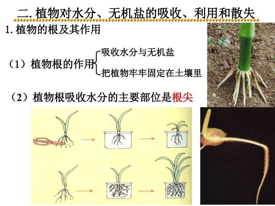 26讲绿色植物的新_第5页