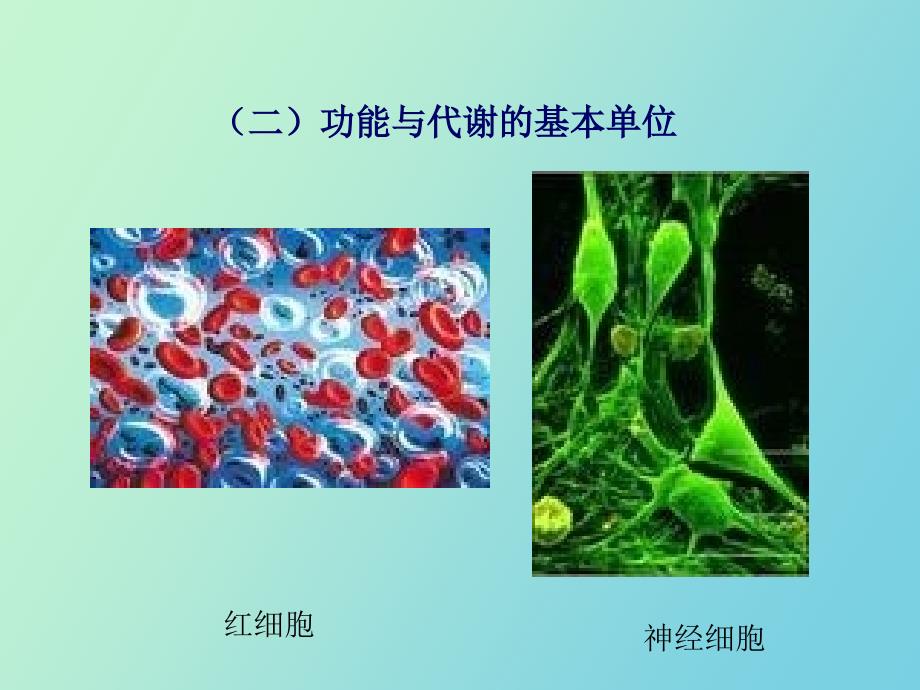 细胞概念与分子基础_第4页