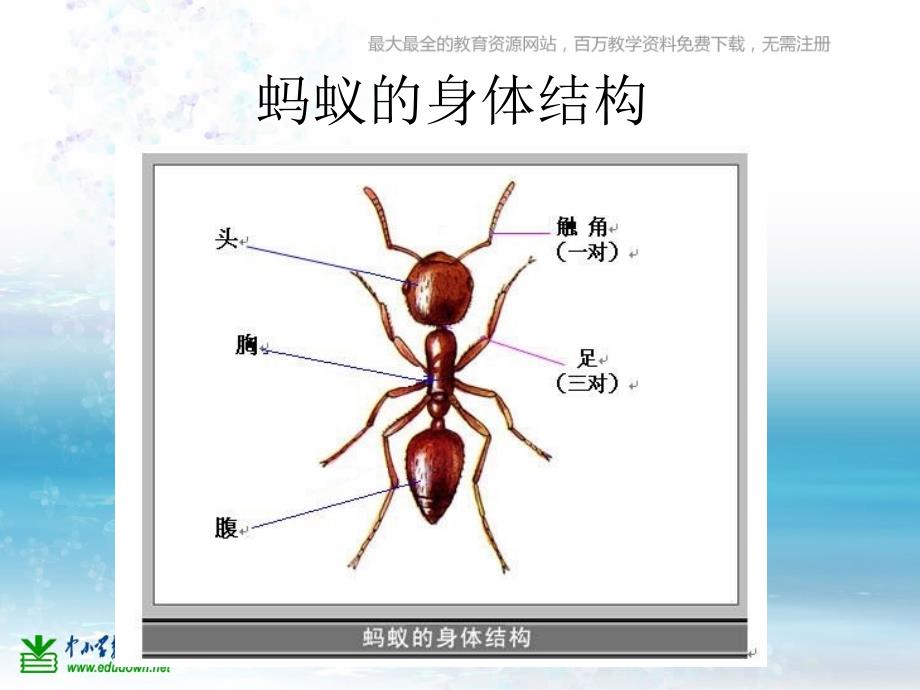 苏教版科学三上校园里的小动物PPT课件10_第1页