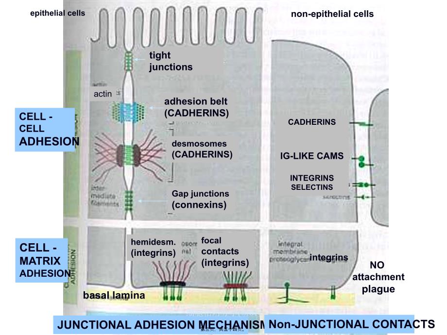 细胞粘附分子研01课件_第3页