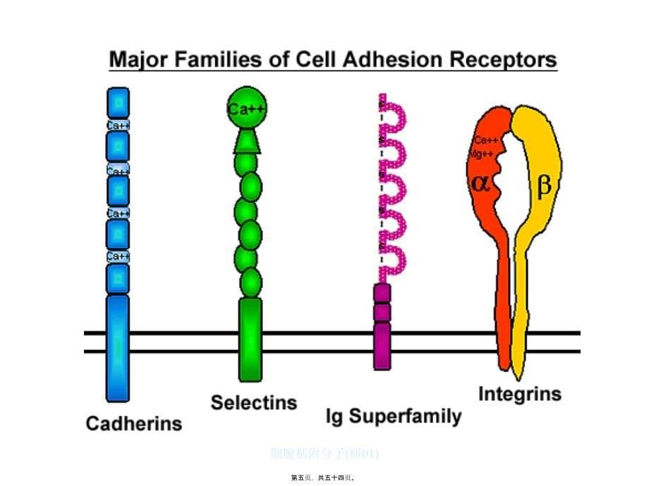 细胞粘附分子研01课件_第5页
