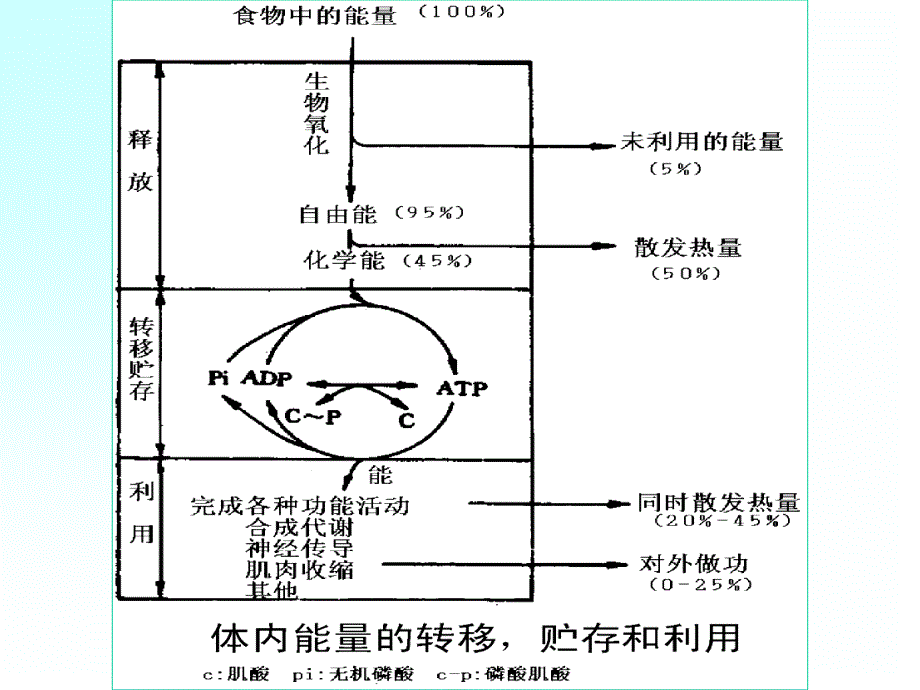 第六章能量代谢与体温_第4页