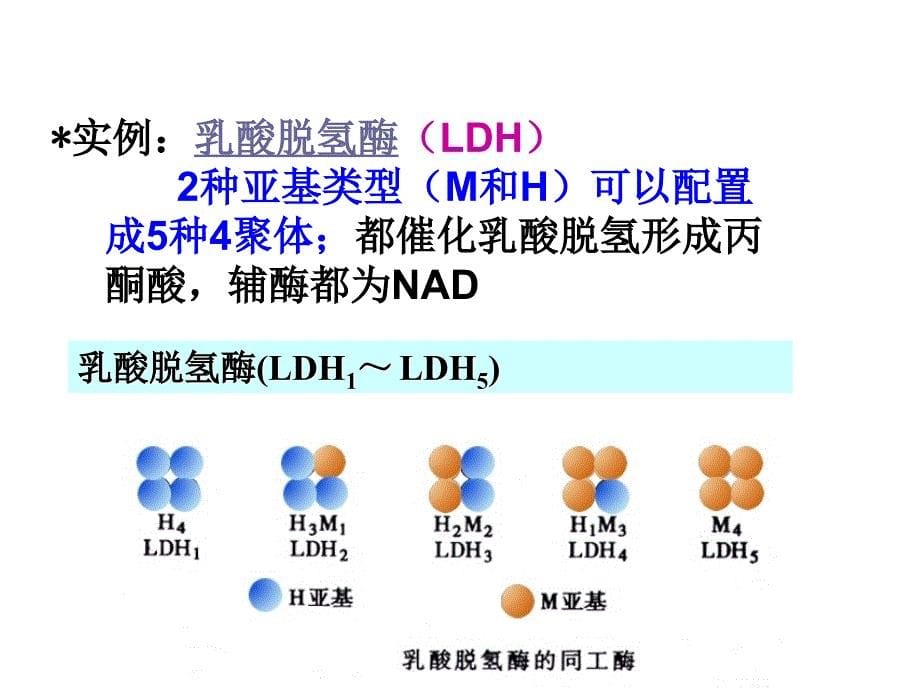 第十一章同工酶与气体酶学_第5页