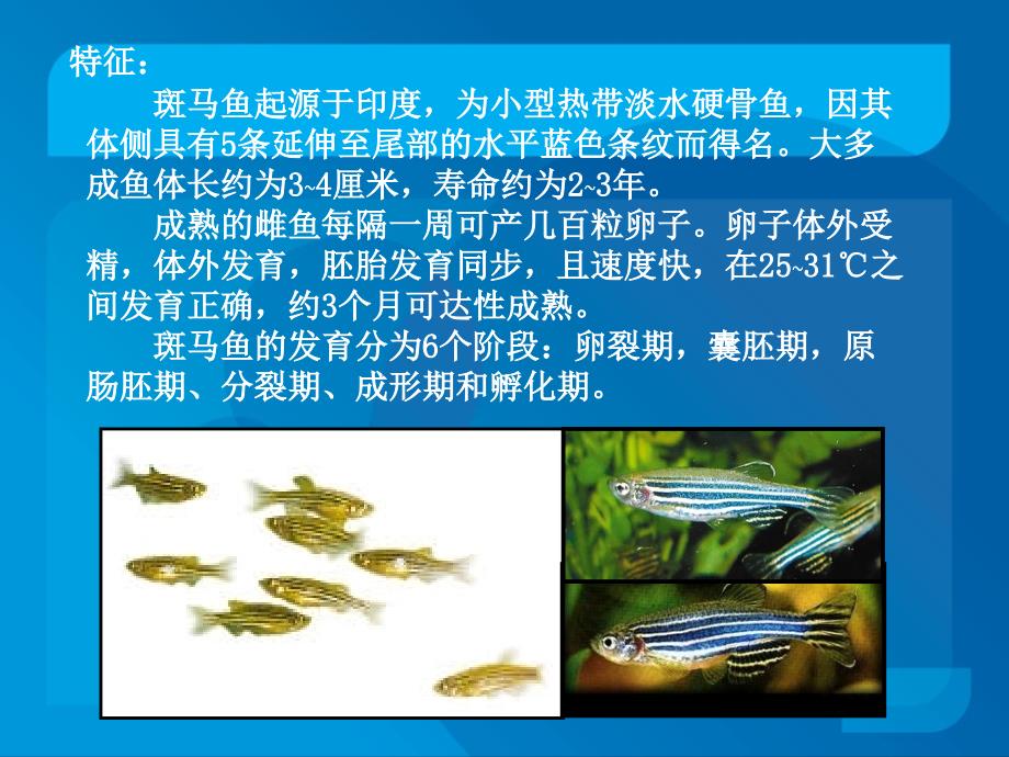 模式生物斑马鱼_第3页