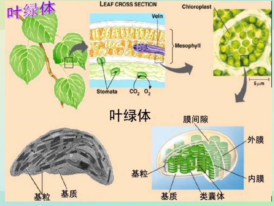 新课标人教版(高中生物) 必修1：3.2 细胞器——系的分工合作同课异构课件3_第5页