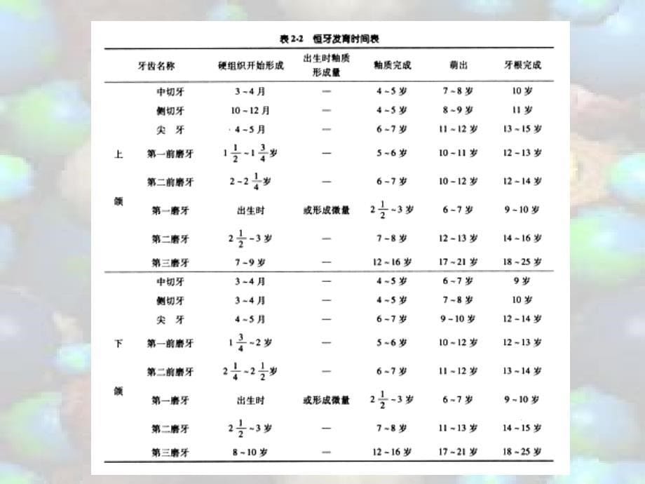 乳牙的解剖发育及发育异常_第5页