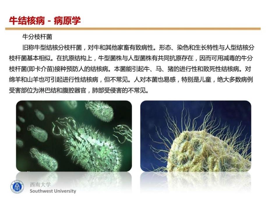 奶牛结核病防治图文.ppt_第3页