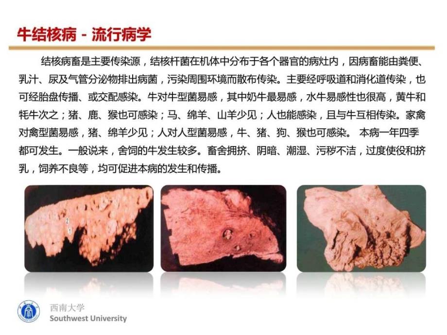 奶牛结核病防治图文.ppt_第4页