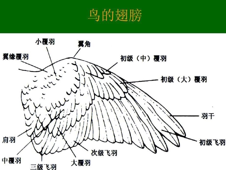 观鸟基础讲座_第5页