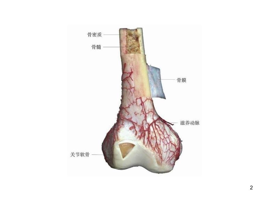 人体解剖学图谱实用课件_第2页