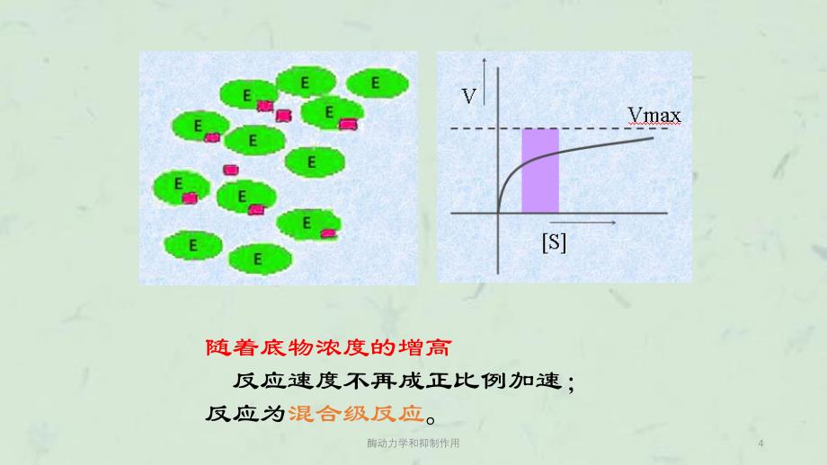 酶动力学和抑制作用课件_第4页