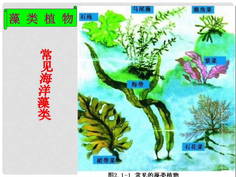 山东省郓城县郓城镇南城初级中学七年级生物上册 2.1.1 绿色植物的主要类群课件 （新版）济南版_第4页