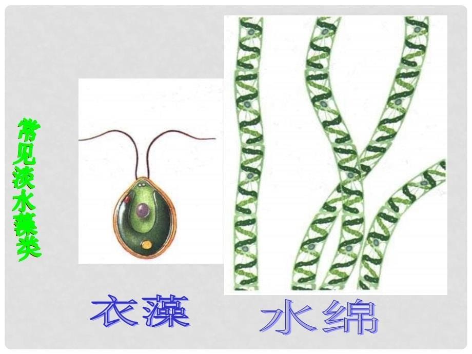 山东省郓城县郓城镇南城初级中学七年级生物上册 2.1.1 绿色植物的主要类群课件 （新版）济南版_第5页