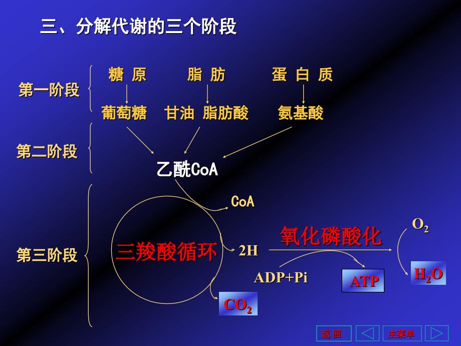 三酸循环和能量代谢_第3页