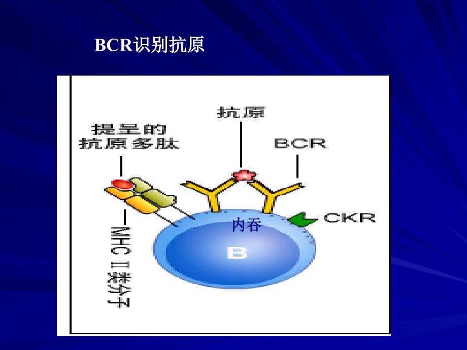 十三章节B细胞对抗原识别及免疫应答_第3页