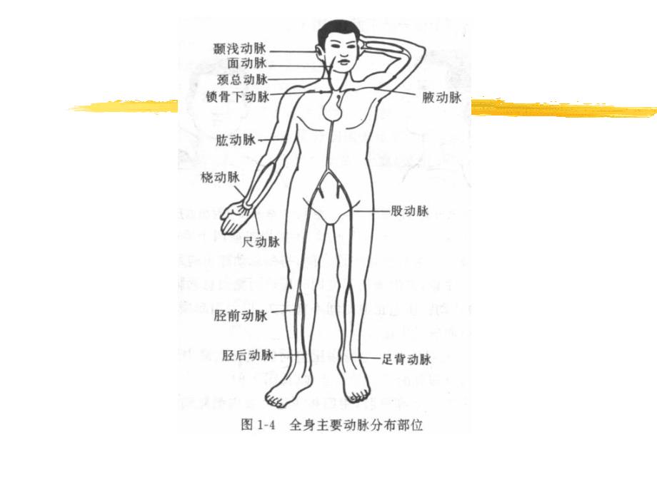 人体解剖生理学实验-急救技术_第4页